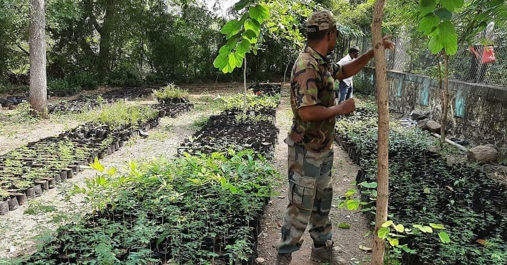Saplings ready for planting at the Laling–Landor nursery, 2021